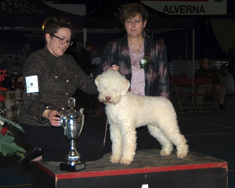 beste pup_1.jpg